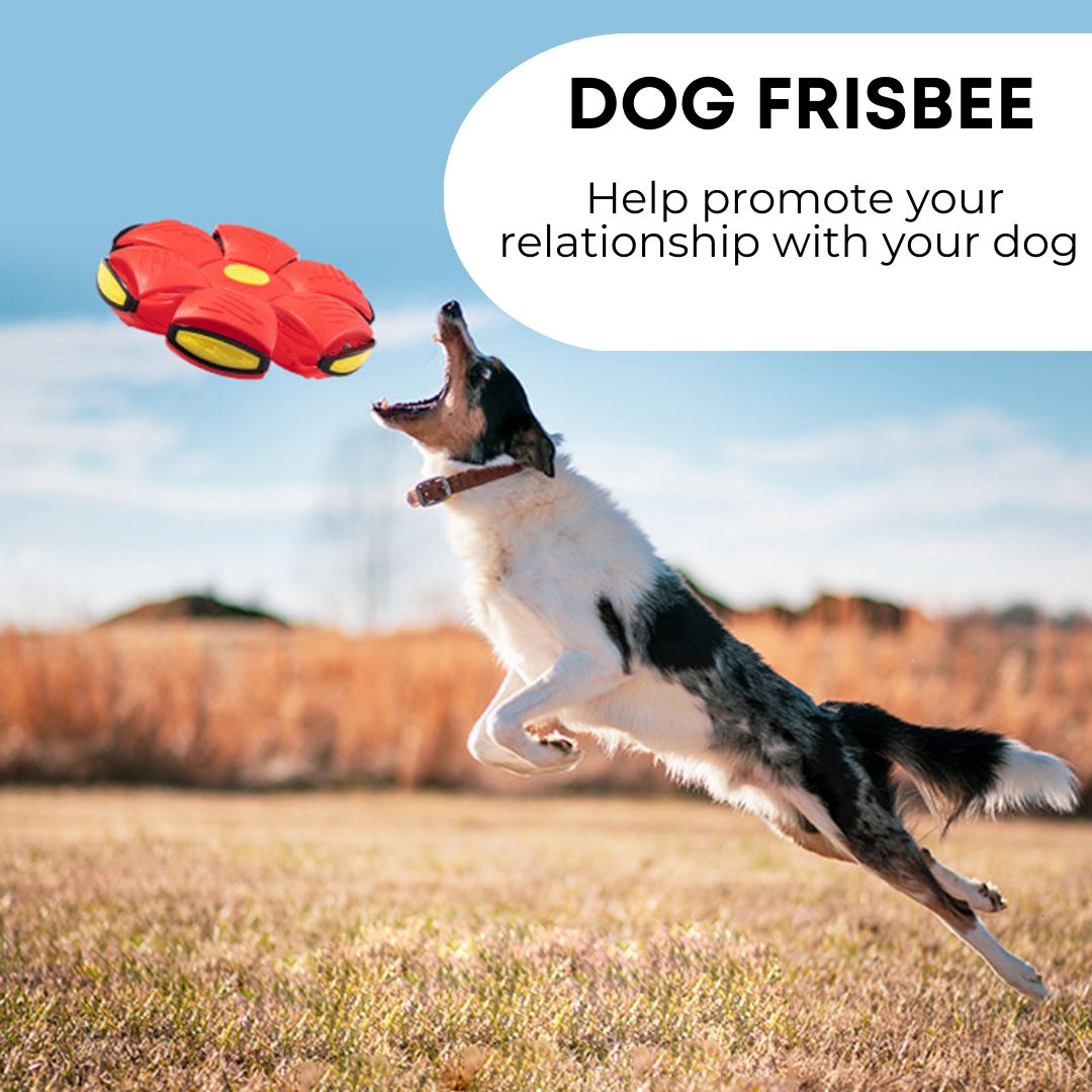 Paws&Pooches™ Dog Frisbee